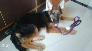 German shepherd female 5 months old vaccinated