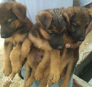 German shepherd male females pups sale