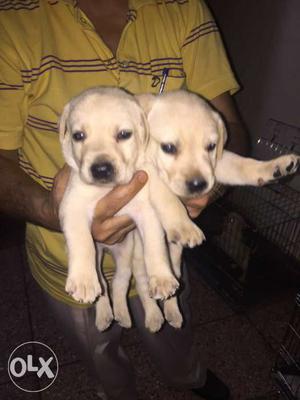 Golden lab male puppy for sale