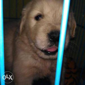 Golden retriever familiar puppies with kind