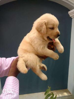 Golden retriever female puppies available. with