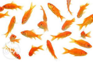 Goldfish small 10 fishes