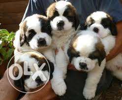 Good health show quality Saint Bernard puppies