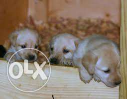 Good quality labrador pups available