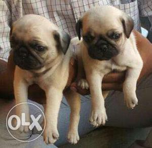 Good quality pug male and female available
