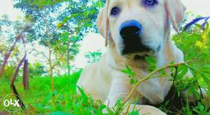 Good quality yellow, white coloure lab puppy's