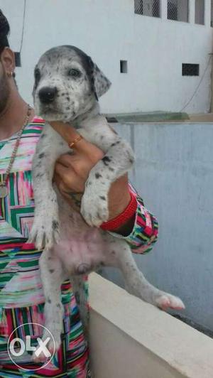 Great Dane Marley female for sell good price pure