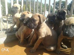 Greatdane rs  and Bull mastiff rs  and English