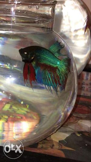 Green And Red Beta Fish