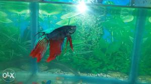 Grey & Red Beta fish very activ pic