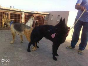 Gsd female pure double coat.. z black father..