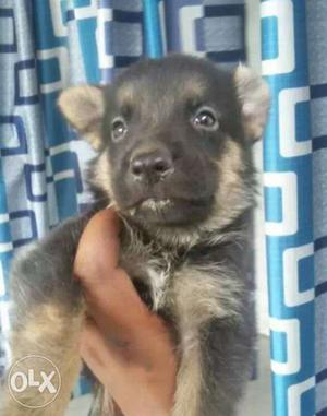 Gsd male delivery available