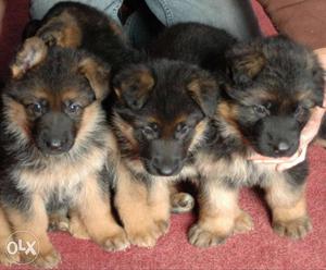 Gsd male fem avaible double coat black tan good