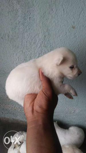 Gud quality pomorion puppy Available 4male nd 4