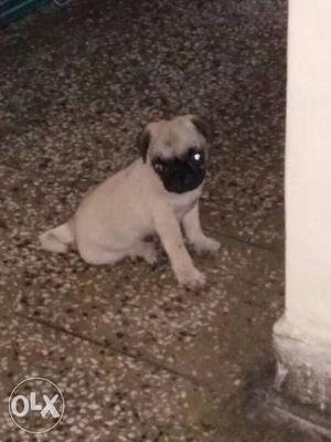 Health puppy pug male 42 days old for sale