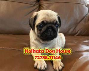 Healthy and new born pug pups is available here~kolkata