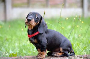 Healthy male&female dich hound puppies for loving