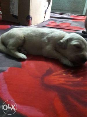 Home breed golden rectiver puppy available in