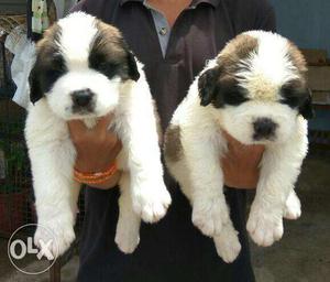 Huge Size Saint Bernard Puppies Male And Female