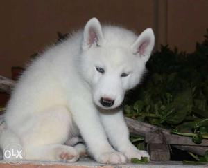 Husky puppy by eye male age5Month old selling