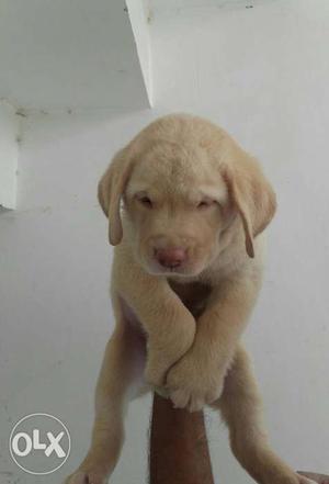 I have laberadour pups for sale.two black nd two golden