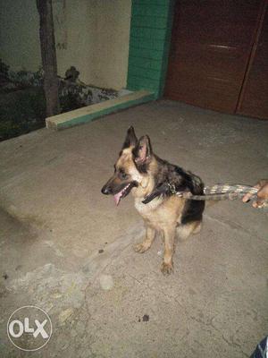 I want Sell my dog gsd double coat very active