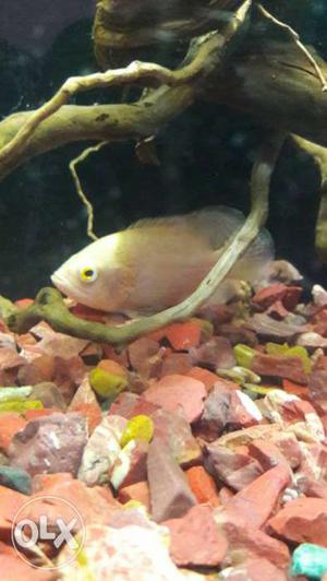 I want to sell my oscar fish big size albino 1 pair