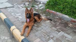 Import line GSD 7.5 months old male puppy