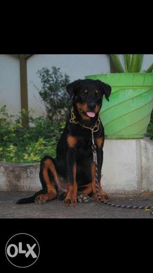 Import lineage show quality 5month old Rottweiler