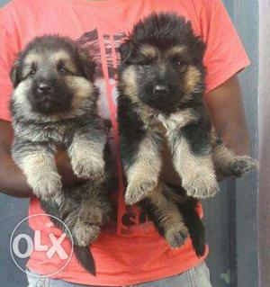 Imported blood line German Shepherd puppies available in