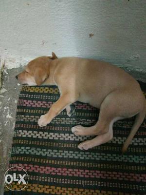 It is a Labrador brown colour male dog 6 months