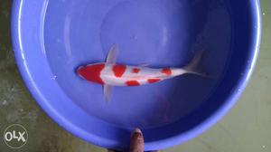 Japanese Koi for sales chat or call