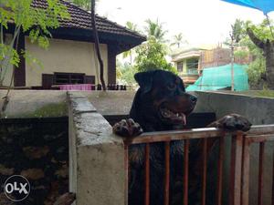 KCI certified Heavy boned rottweiler male dog for sale