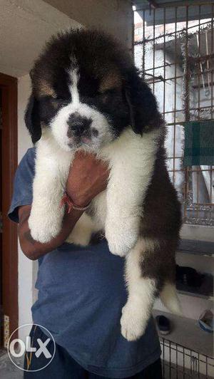 Kci certified Top quality Saint bernard Puppies for sales in