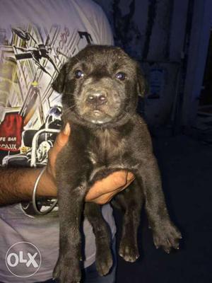 Lab black & brown male heavy puppy sale