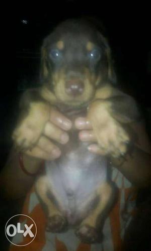 Lab,doberman,Spitz puppy available contact-