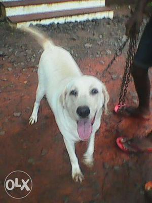Lab female pregnant good quality low cost pls call