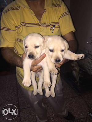 Lab female puppy for sale