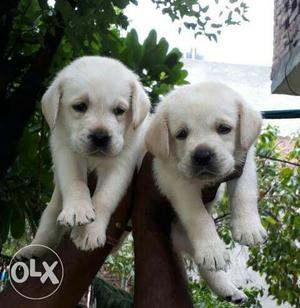 Lab male and female puppy sales at Breeder price