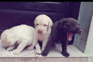 Lab puppies at breeders price male and female off