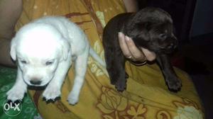 Lab puppies for sale...