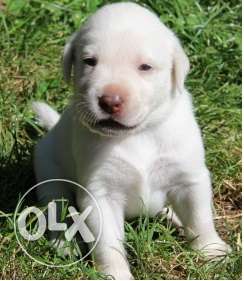 Lab puppy FAWN Color male available