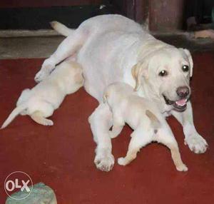 Labrador Retriever Puppy (M/F) pair