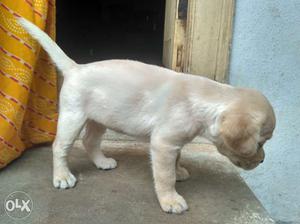 Labrador female high quality pup cream colour at