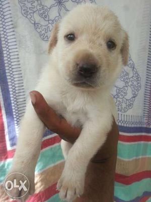 Labrador female puppy's very good quality