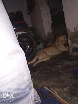 Labrador female yellow two year old