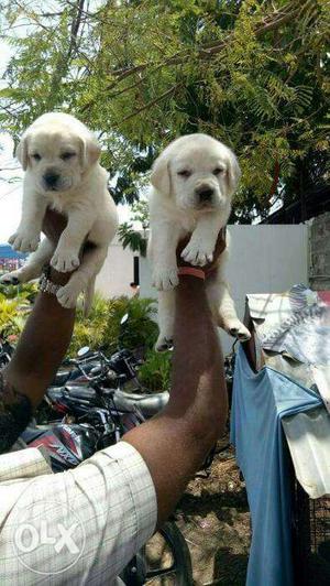 Labrador male and female puppies available. Pls