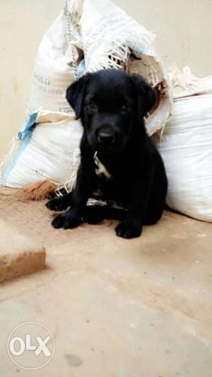 Labrador male puppy for sale.. 3 months old!