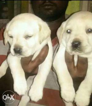 Labrador puppies starting price 14k