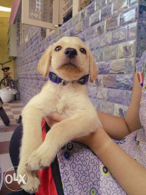 Labrador puppy yellow color